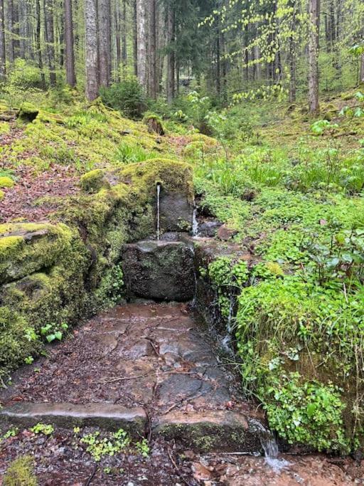 Bollenhut 1 Lägenhet Bad Wildbad Exteriör bild