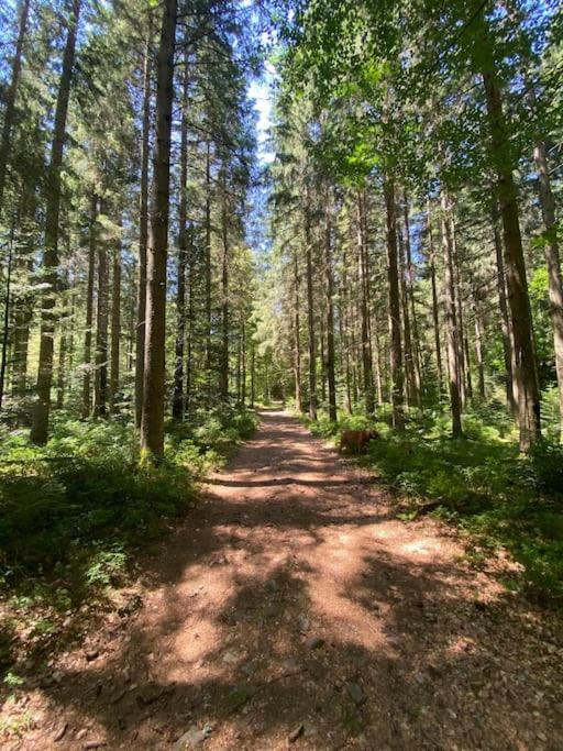 Bollenhut 1 Lägenhet Bad Wildbad Exteriör bild