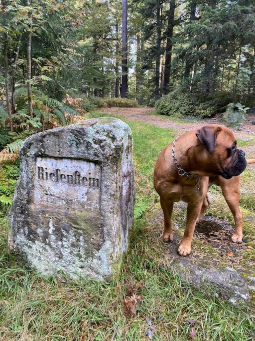 Bollenhut 1 Lägenhet Bad Wildbad Exteriör bild